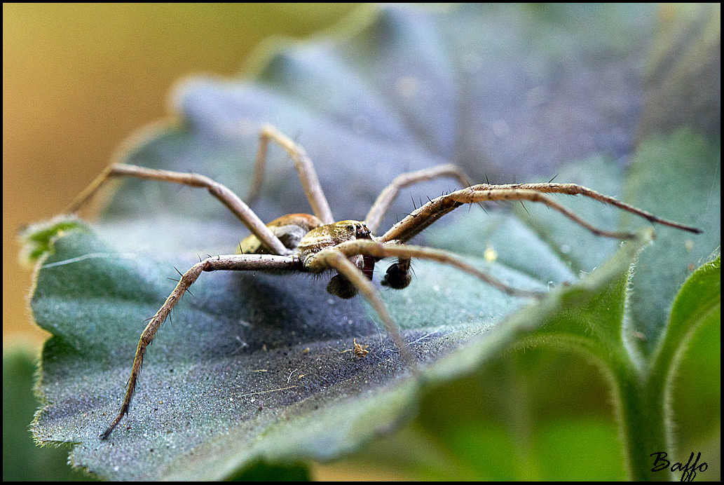 Pisaura  sp.